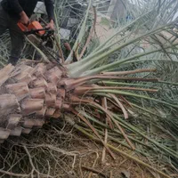 درخت بیدکویتی و اکالیپتوس و قطع نخل|خدمات باغبانی و درختکاری|برازجان, |دیوار