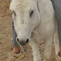 باسلام خدمت شما لاغره در محموله شهرک سیمان گم شده
