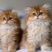 بچه گربه های اشرافی در مشهد