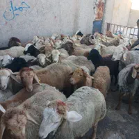 گوسفند برای قربانی ملارد شهریار فردیس پرند و. زنده|حیوانات مزرعه|صفادشت, |دیوار