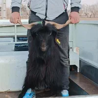 گوسفند زنده سید|حیوانات مزرعه|باقرشهر, |دیوار