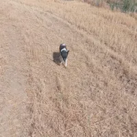 سگ پاکوتاه ماده روباهی