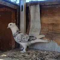 کفتر کبوتر