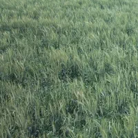 فروش 10 هکتار زمین کشاورزی