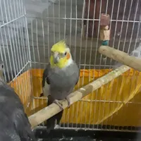 عروس هلندی گم شده