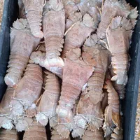 جذب سرمایگذار برای خریدفروش ماهی و صادرات