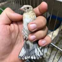 (جوجه سهره های شهرکرد سردسیر)