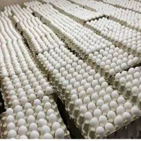 فروش عمده تخم مرغ روز و تازه|خوردنی و آشامیدنی|نیشابور, مدرس|دیوار