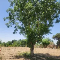 ۵۴۰ متر زمین سند باغی