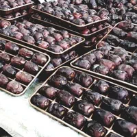 نخلستان سبز|فروش دفتر صنعتی، کشاورزی، تجاری|قم, بلوار امین و ساحلی|دیوار