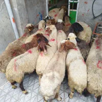 میش شیشک برهنر- ماده کشتاری|حیوانات مزرعه|بروجرد, |دیوار