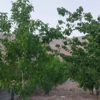 فروش باغ بین سیدان وفاروق .روستای اب انار|فروش خانه و ویلا|مرودشت, تخت جمشید|دیوار