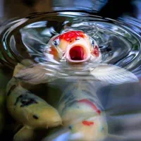 بچه ماهی کپور و امور و آزاد و کوی|ماهی|تهران, جنتآباد شمالی|دیوار