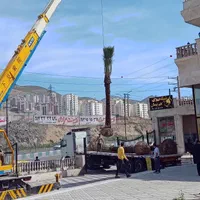 بومگردی تفریحی پالم انواع نخل مثمر برای پروژه‌|خدمات باغبانی و درختکاری|کرج, آق تپه|دیوار