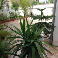 سوئیت مستقل،پارکینگ دار،ابتدای آزادگان نزدیک استخر