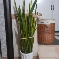 فروش سه عدد گل