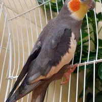 عروس هلندی سرلاکی و جفتی|پرنده|اصفهان, فردوان|دیوار