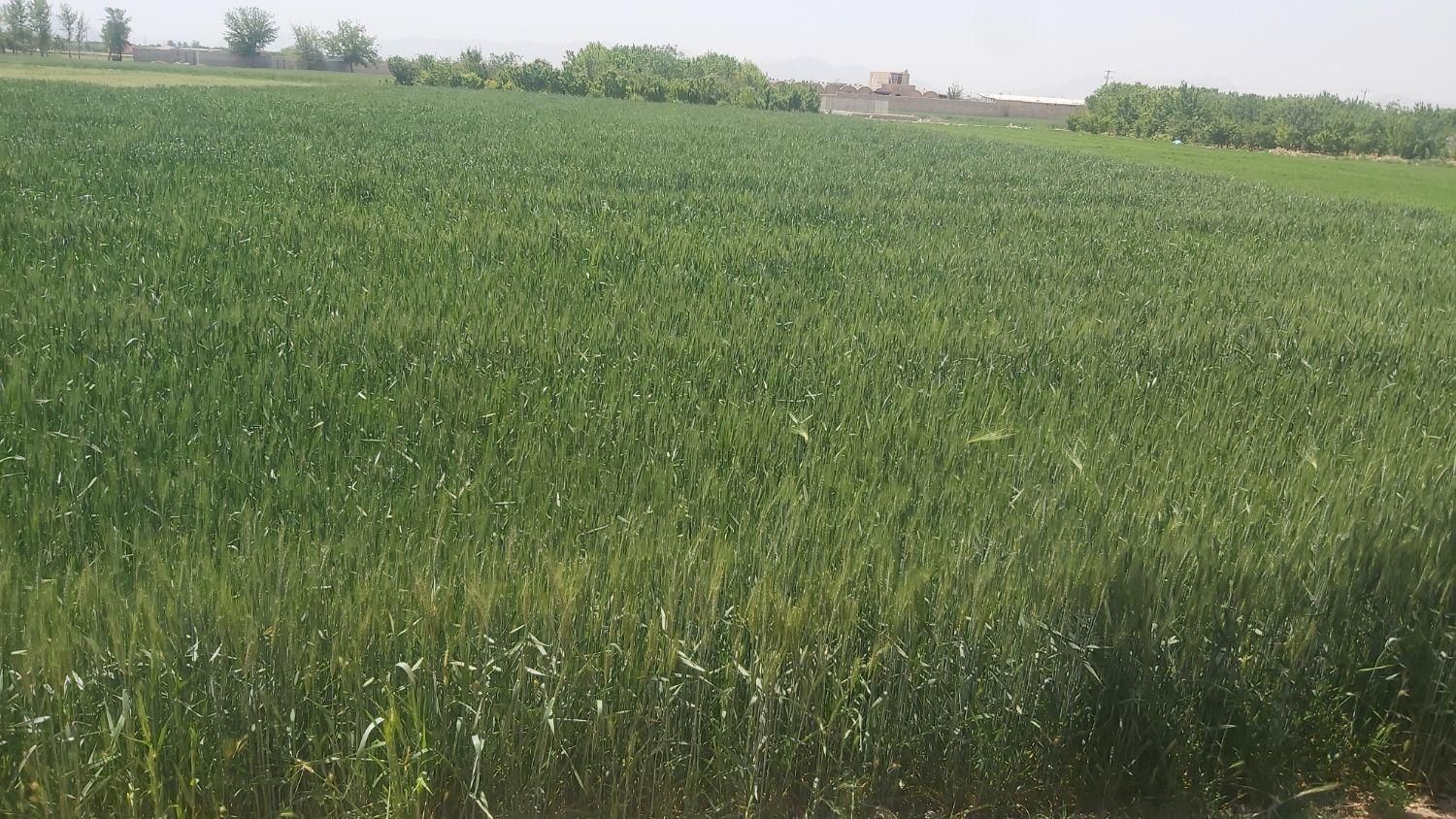 فروش یامعاوضه زمین 5100 متری مناسب گلخانه و باغ|فروش زمین و ملک کلنگی|نجفآباد, کهریزسنگ|دیوار