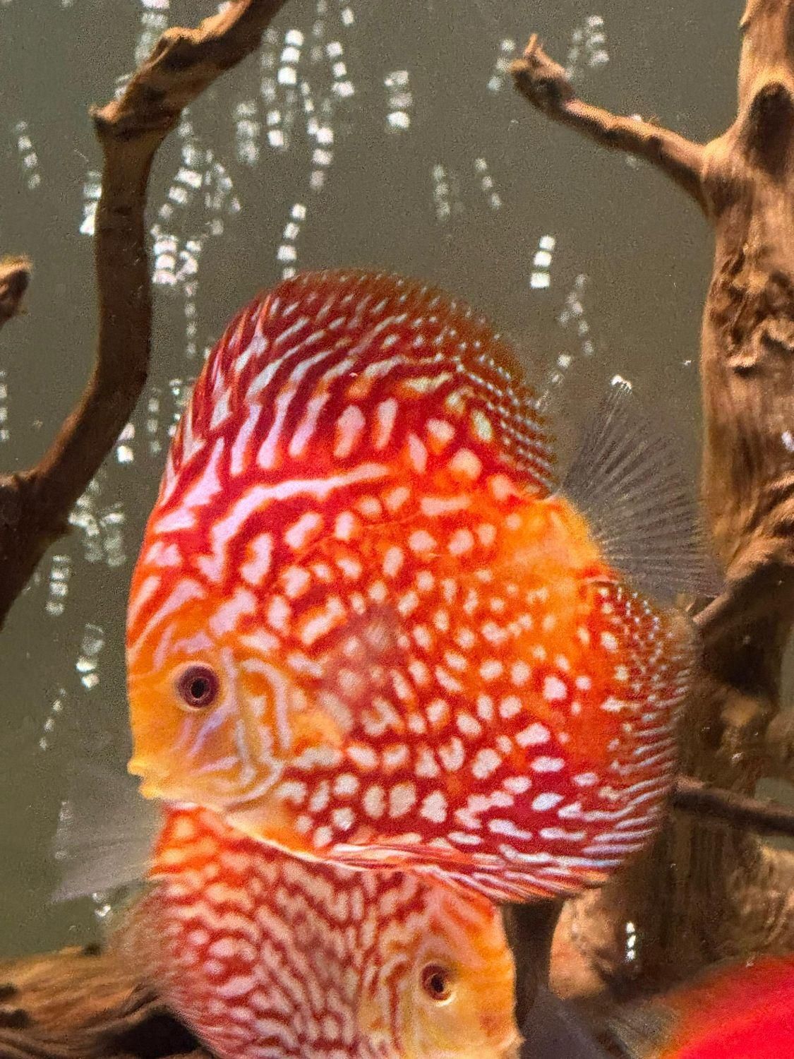 ماهی دیسکس|ماهی|سنندج, |دیوار