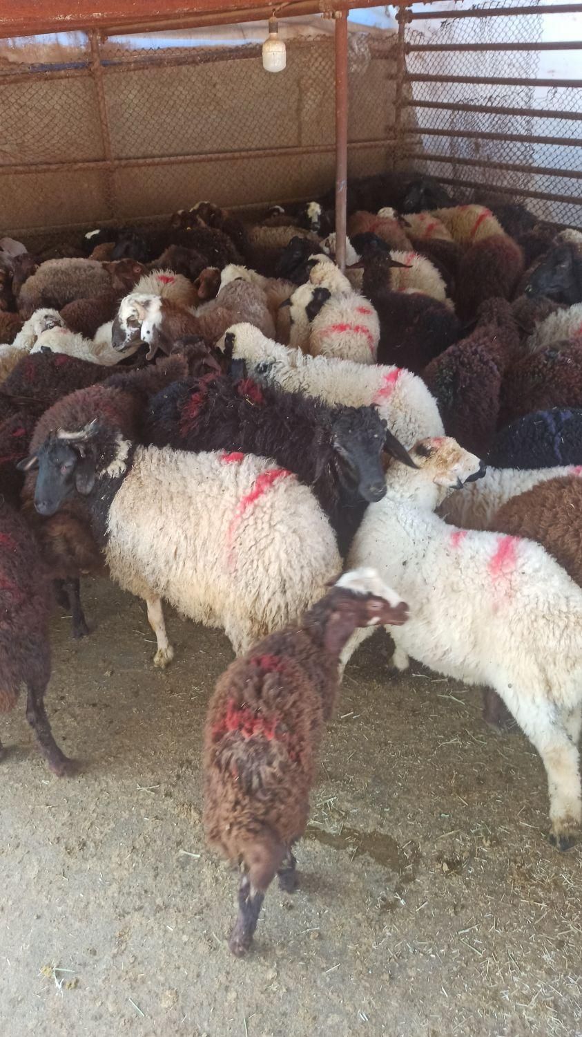 سنگسر کردستانی گوسفند افشاری زنده با قصاب ماهر|حیوانات مزرعه|پردیس, |دیوار