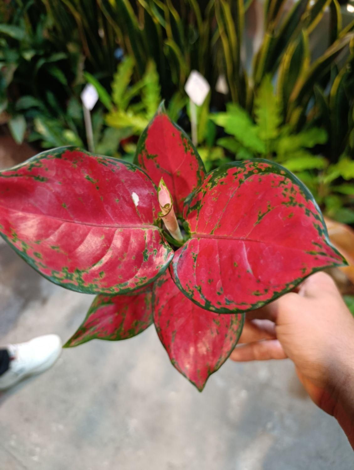 انواع آگلونما رنگی تخفیف به مناسبت روز مادر|گل و گیاه طبیعی|مشهد, کوی المهدی|دیوار