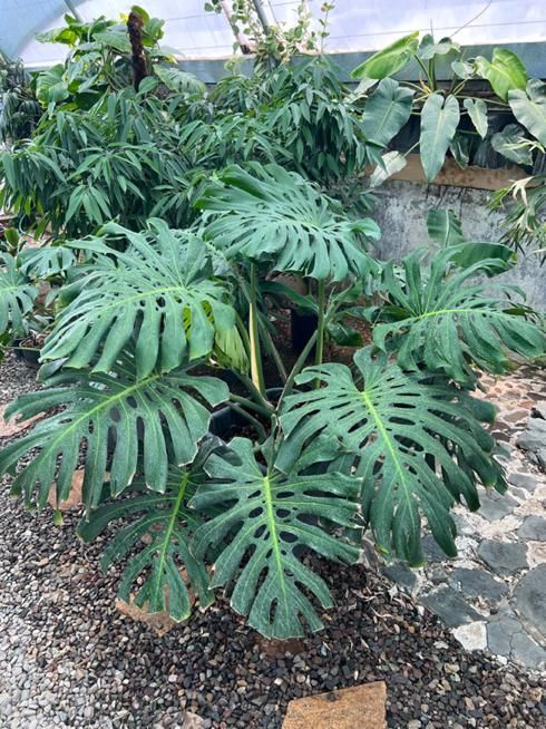 فروش ویژه انواع گل و گیاه در گلخانه یوکا|گل و گیاه طبیعی|بندر انزلی, نامجو|دیوار