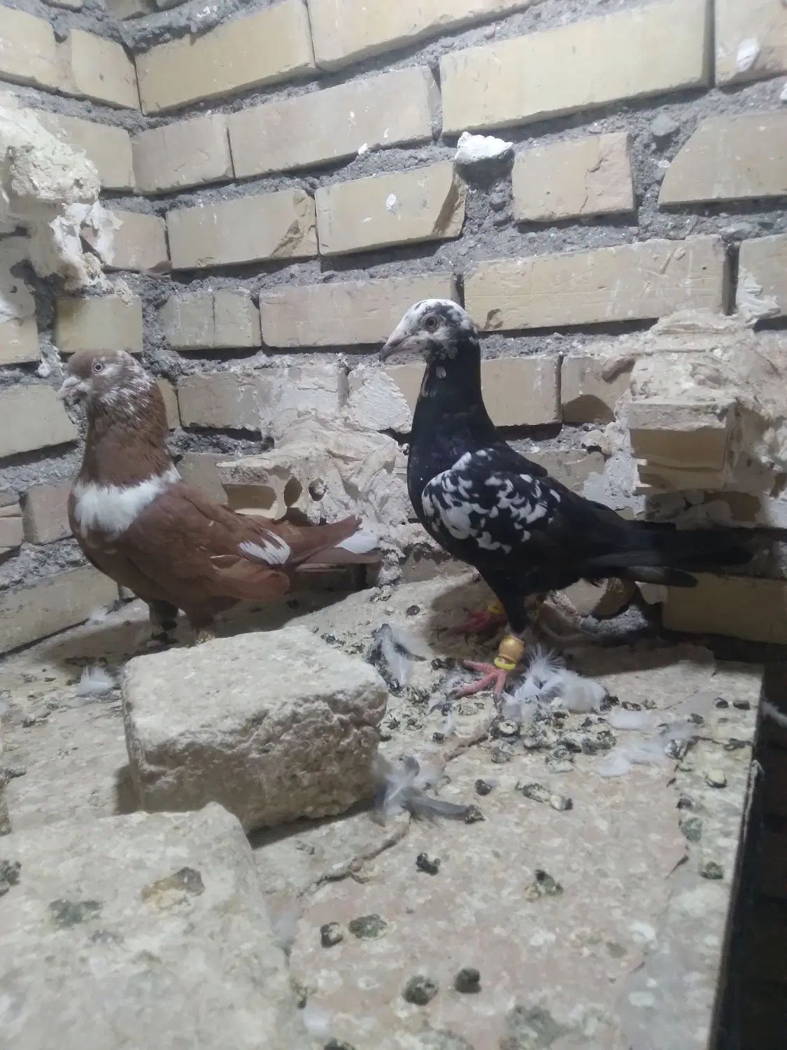 جوجه‌سینه‌مشهدی‌نر،کلاغ‌رسمی‌نر|پرنده|مشهد, شهید معقول|دیوار