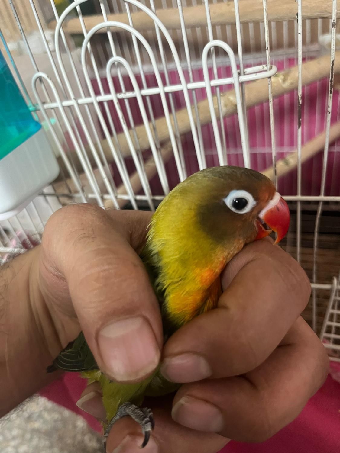 کوتوله برزیلی|پرنده|اصفهان, شهرک صنعتی امیرکبیر|دیوار