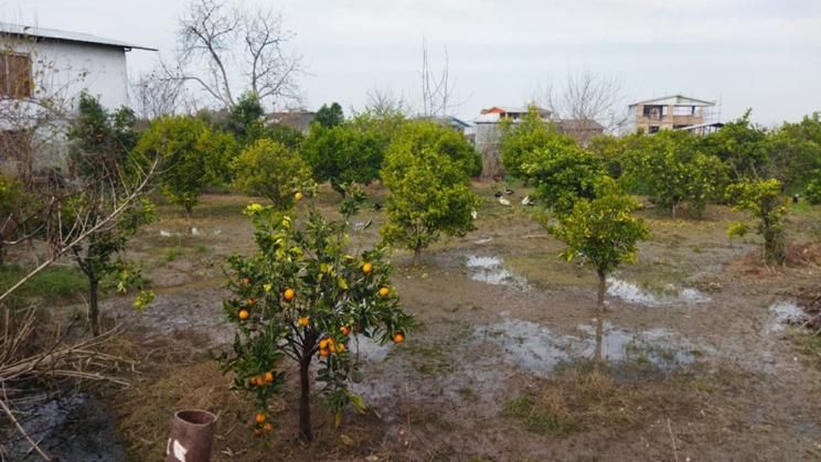 زمین ۱۰۰۰ متری دارای سند تک برگ روستای وسطی کلا|فروش زمین و ملک کلنگی|تهران, نیروی هوایی (پیروزی)|دیوار