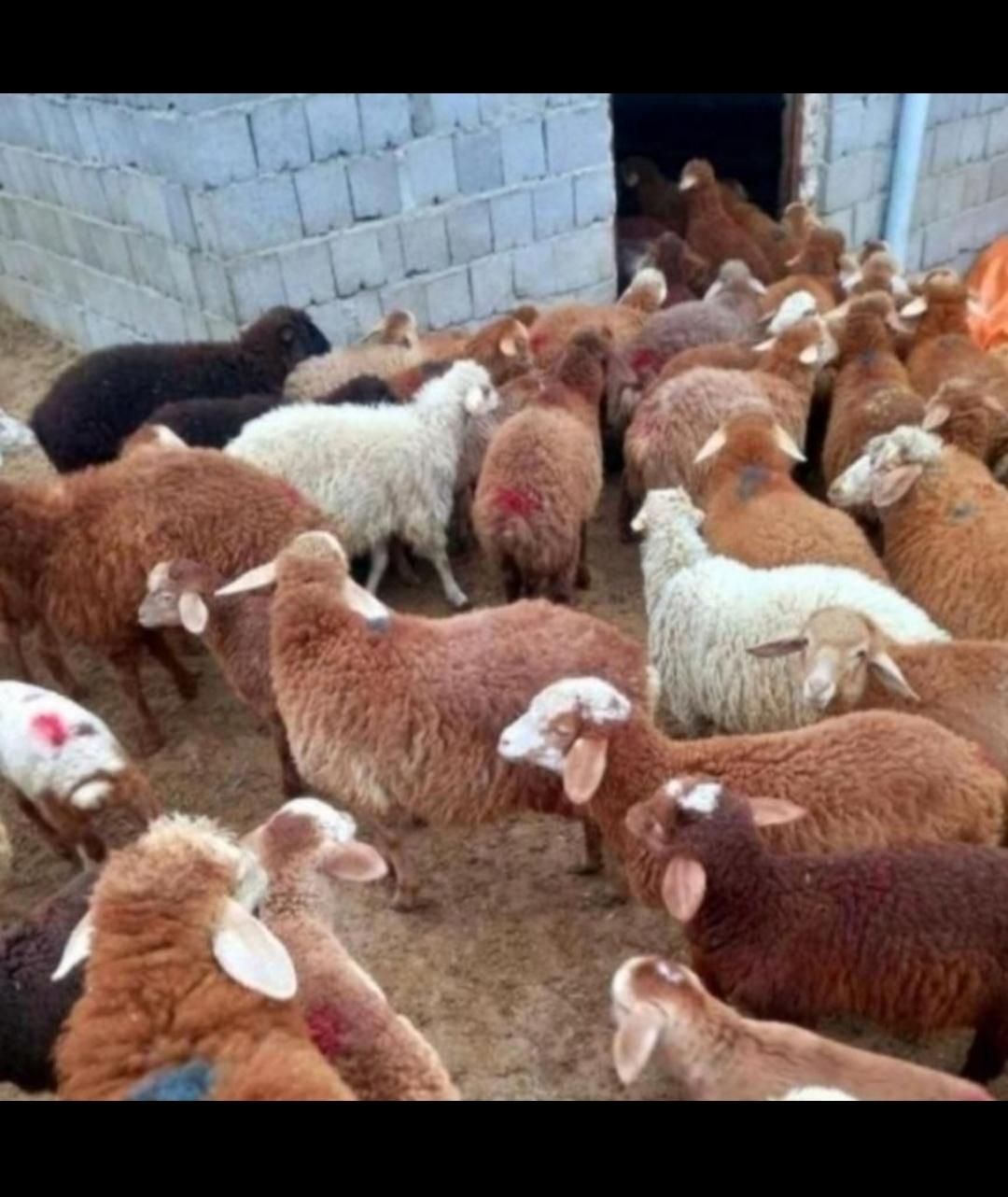 گوسفند زنده کشتاری بره و کاوه میش وشیشک بز و تی بز|حیوانات مزرعه|خرم‌آباد, |دیوار