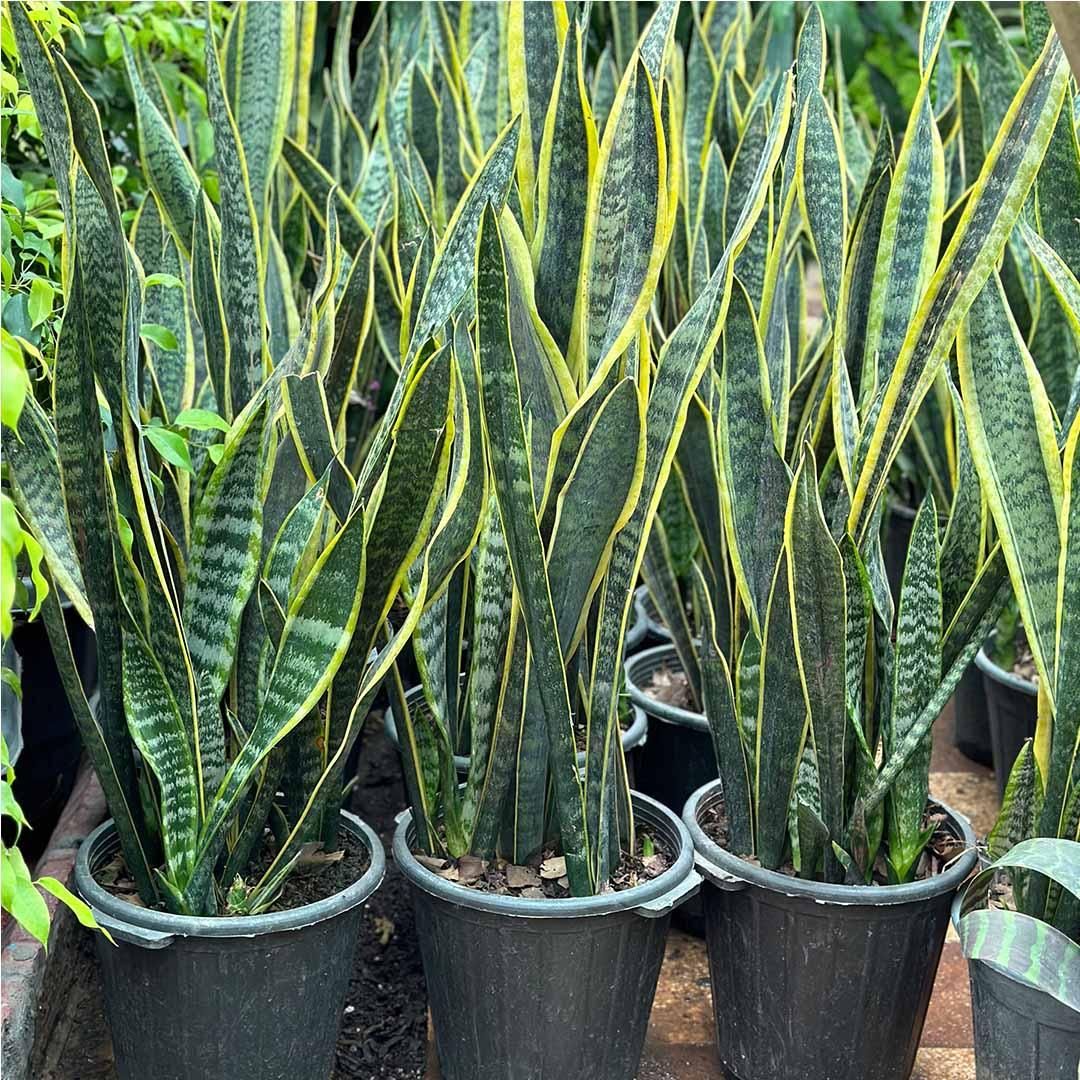 گل سانسوریا ابلق ریشه لخت|گل و گیاه طبیعی|رودبنه, |دیوار