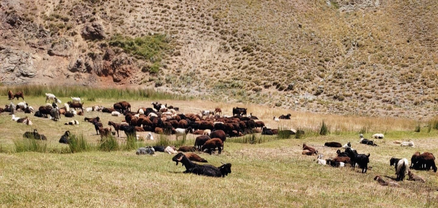 گوسفند زنده درتهران|حیوانات مزرعه|تهران, مجیدیه|دیوار