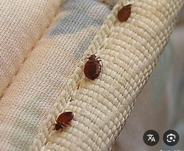 سمپاشی سوسک و ساس دریک مرحله صدرصد تضمینی|خدمات نظافت|تهران, پاسداران|دیوار