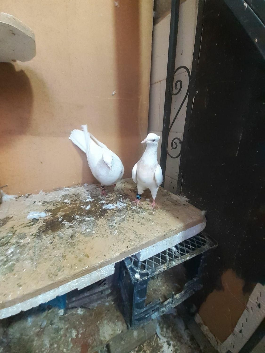 کوترعشق باز|پرنده|کرمانشاه, |دیوار