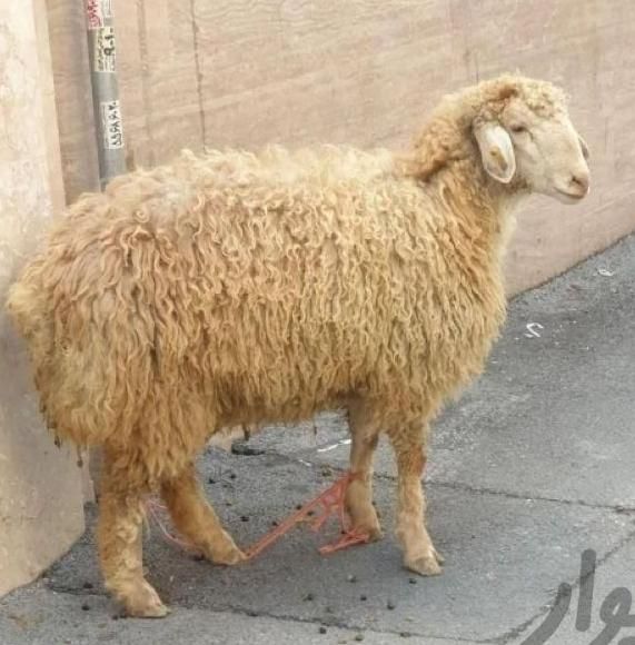 دامداری و گوسفندزنده ی دشت مغان|حیوانات مزرعه|کرج, دهقان ویلا|دیوار