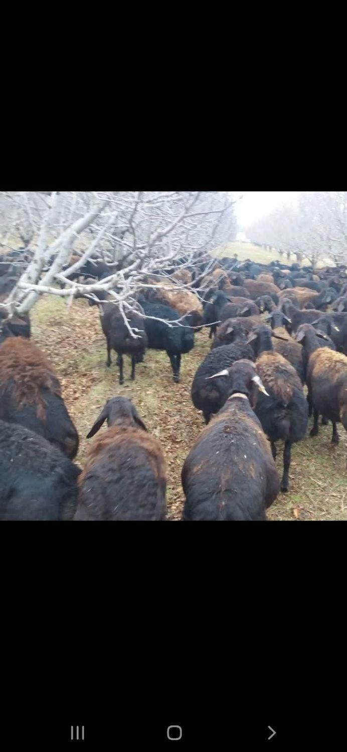 خرید وفروش گوسفند افشاری میش وبره ماده وبره نر|حیوانات مزرعه|بروجرد, |دیوار