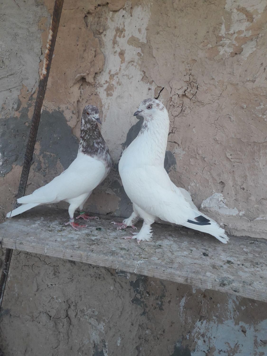 کبوتر خوب و عالی|پرنده|صباشهر, |دیوار