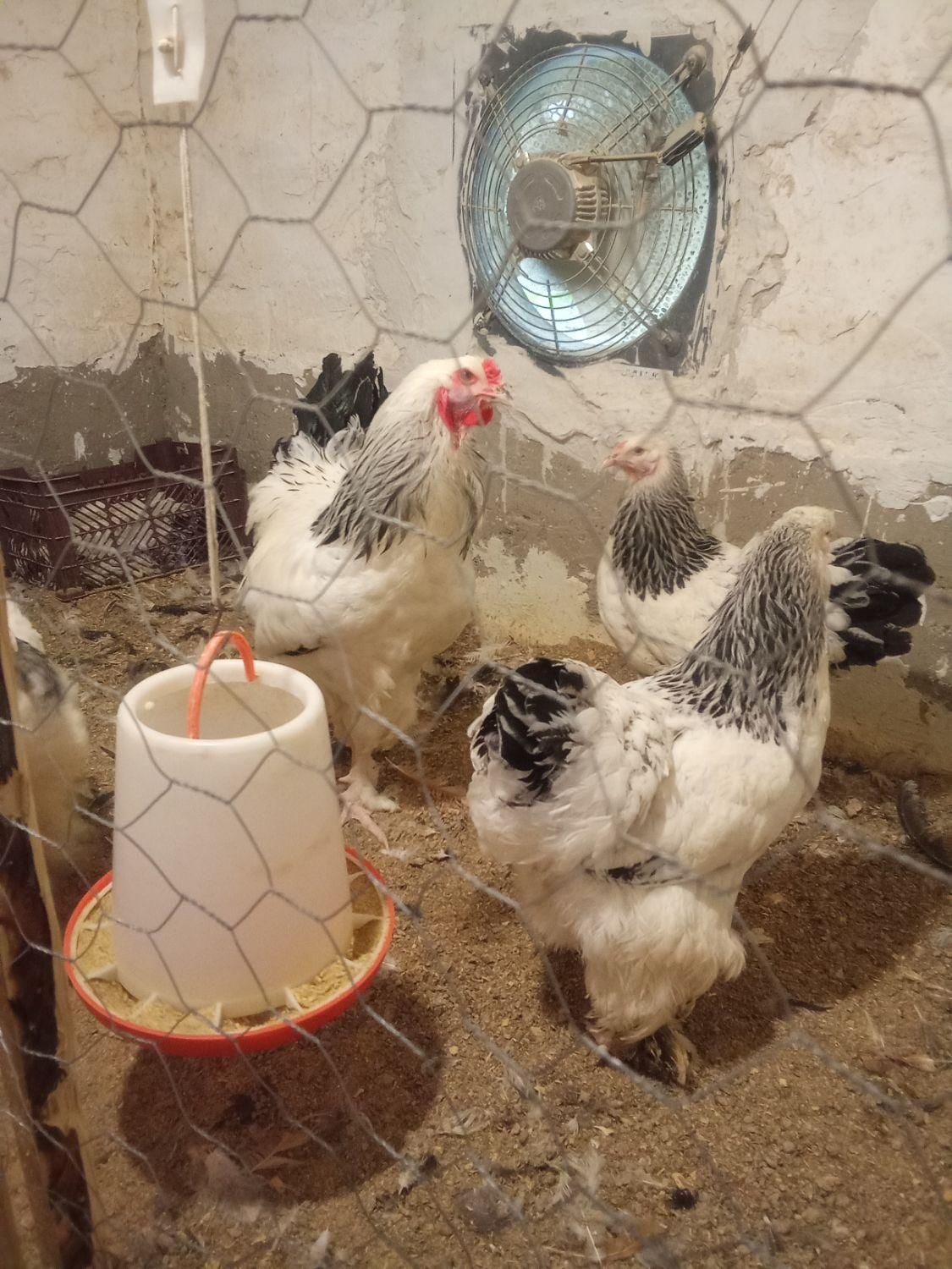 تخم‌مرغ نطفه دار لهستانی برهما سلطان|حیوانات مزرعه|رشت, بلوار گیلان|دیوار