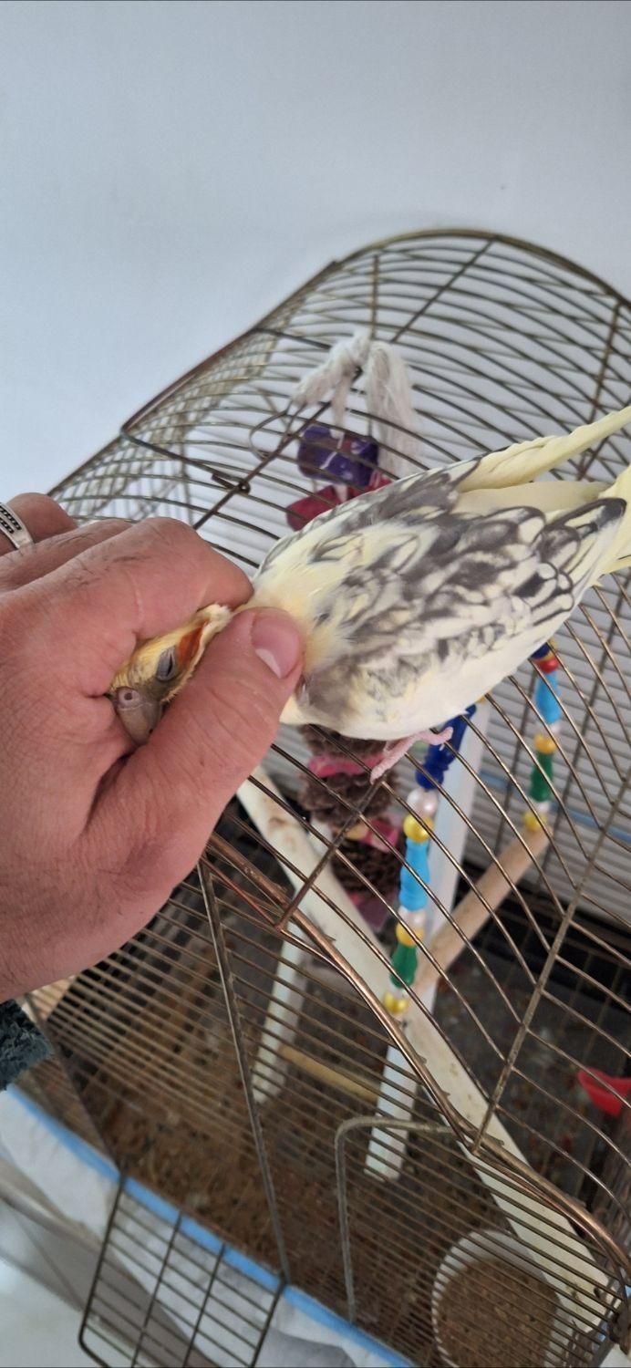 ۲ عدد عروس هلندی فول دستی|پرنده|قم, باجک یک|دیوار