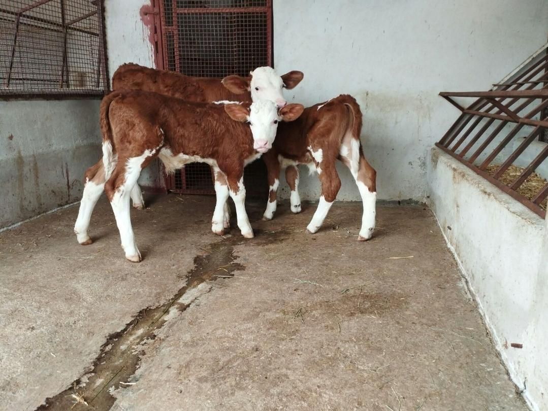 فروشگوساله بافاکتور و مجوز قانونی|حیوانات مزرعه|بندر ترکمن, |دیوار