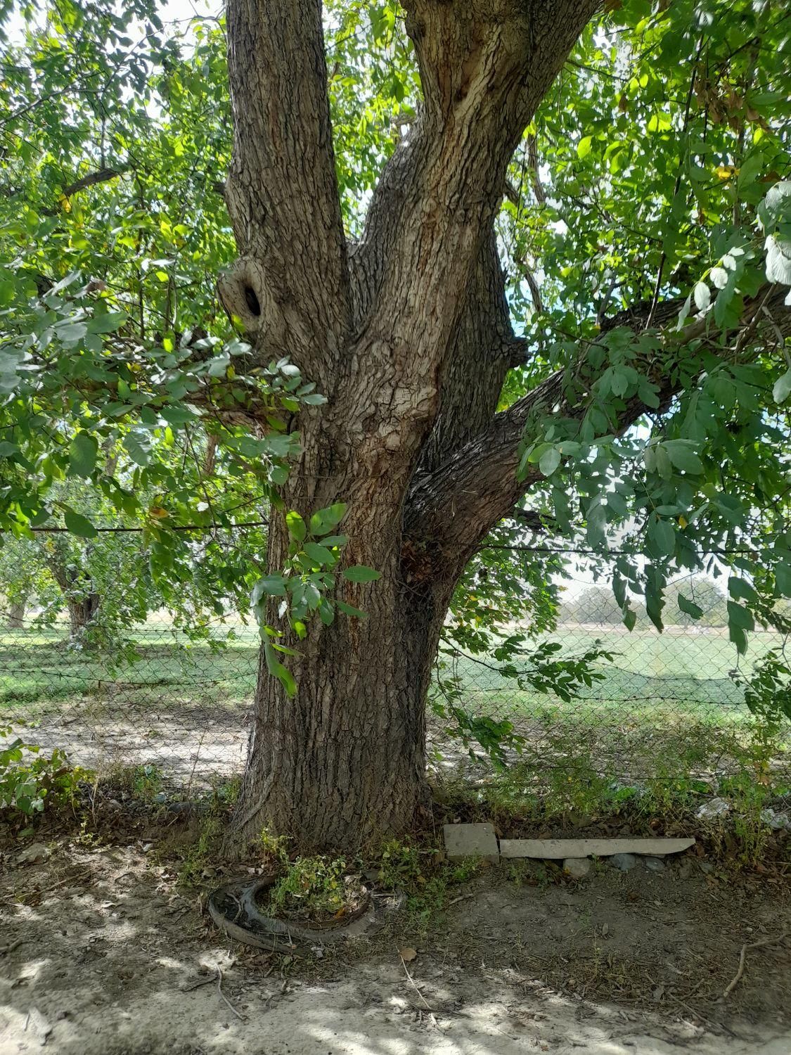 برش چوب درخت وخرید چوب درمحل|خدمات پیشه و مهارت|ارومیه, |دیوار