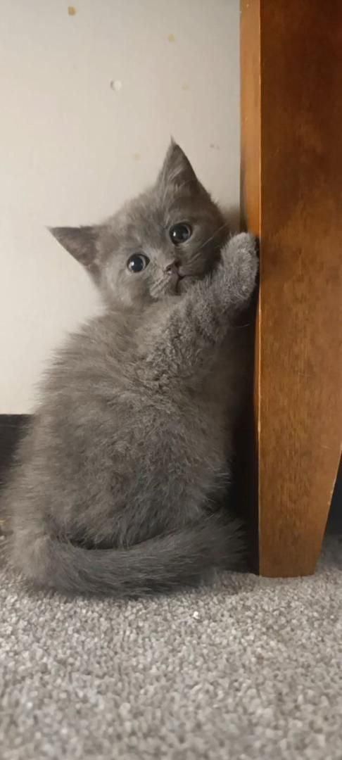 حیوانات تربیت شده|گربه|سنندج, |دیوار