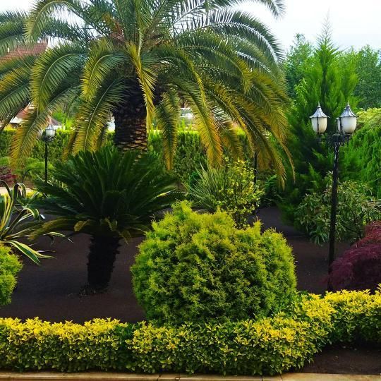 باغبانی ،اجرای فضای سبز،کلاراباد،نمک ابرود|خدمات باغبانی و درختکاری|کلارآباد, |دیوار