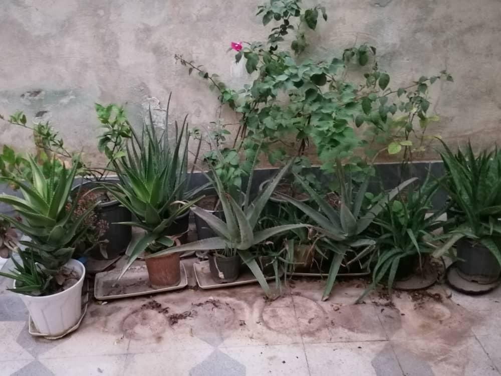 فروش گل و نهال|گل و گیاه طبیعی|شیراز, دارالرحمه|دیوار