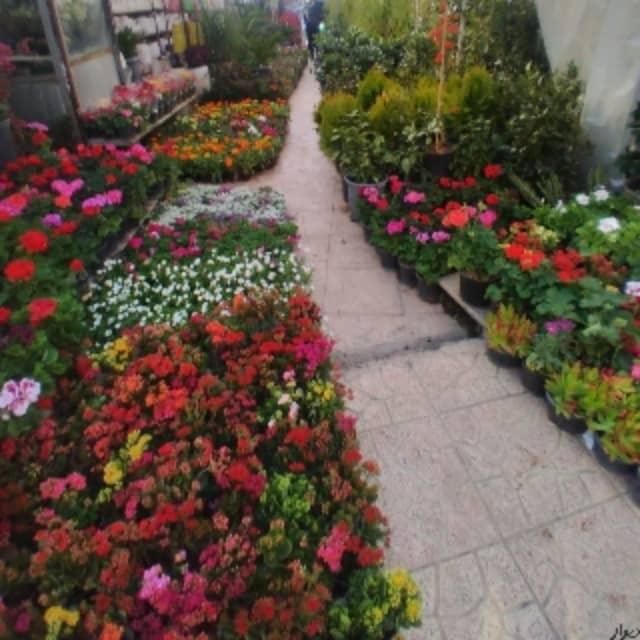 باغبانی ستارخان پاسداران ولنجک قیطریه کاوه|خدمات باغبانی و درختکاری|تهران, جماران (نیاوران)|دیوار