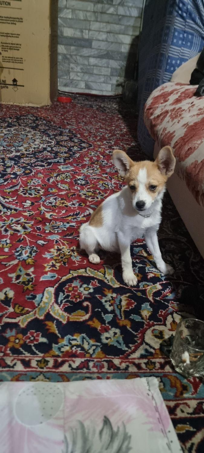 اشپیتزو پامریین|سگ|زنجان, |دیوار