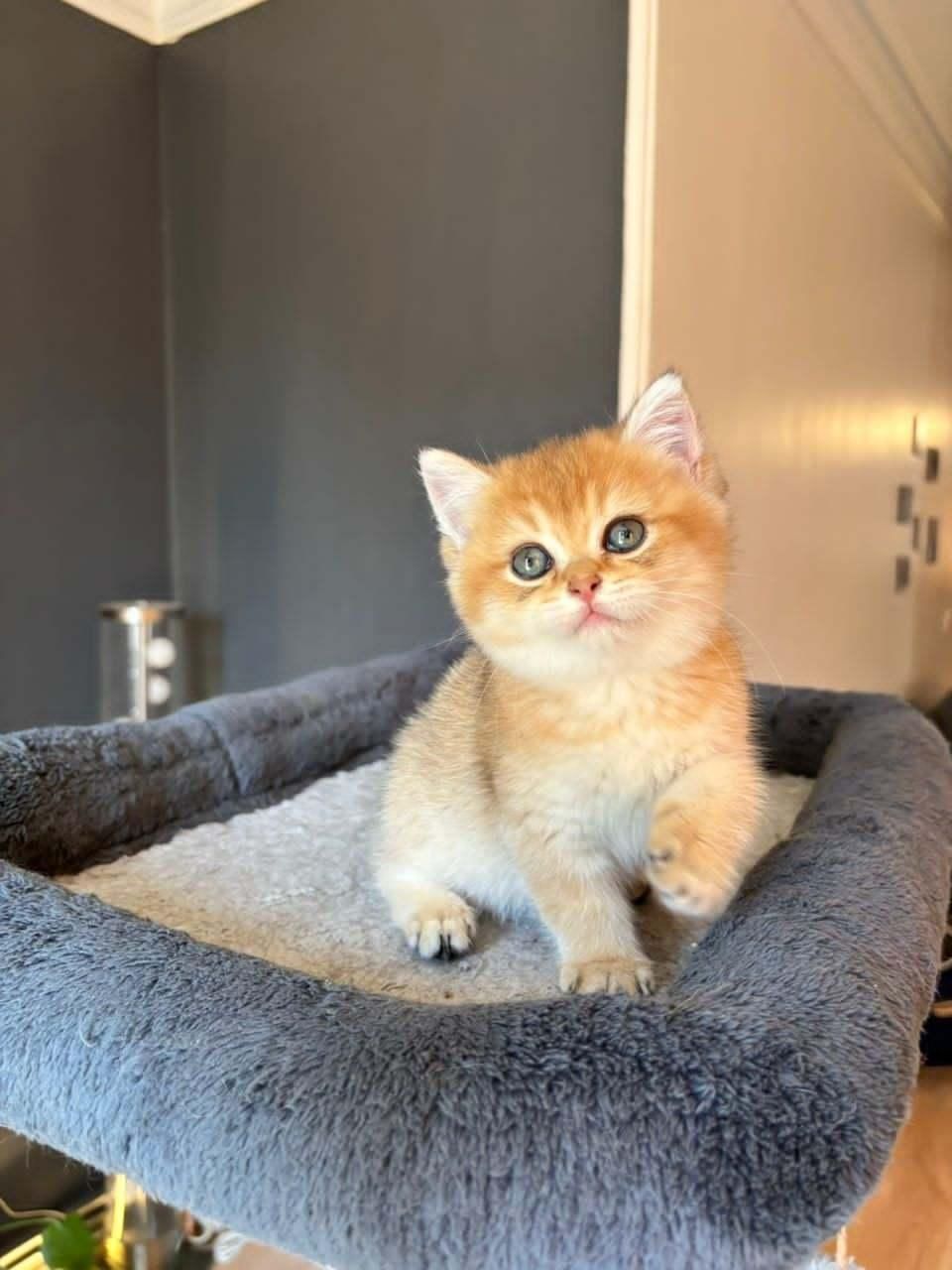 مجموعه گربه های زیبا و پرورش خانگی و آرام|گربه|شیراز, ابیوردی|دیوار