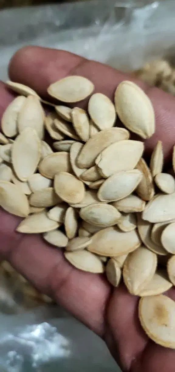 تخمه کدو درجه یک بدون یک دانه تلخی و خرابی|خوردنی و آشامیدنی|اصفهان, درب کوشک|دیوار