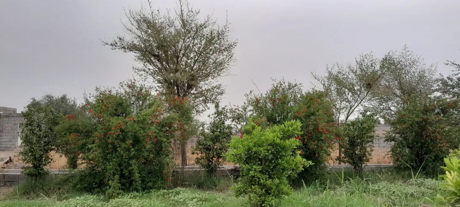 فروش باغ ۵۷۰۰متری در دزفول روستای شوهان علیا|فروش دفتر صنعتی، کشاورزی، تجاری|دزفول, |دیوار