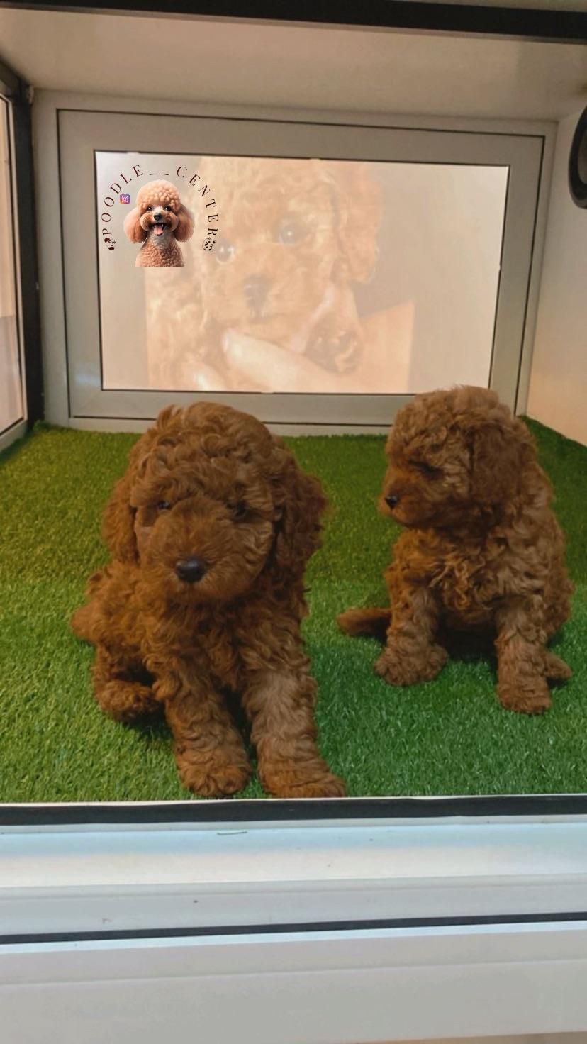 توی پودل ۱۰۰٪ اصیل از مولدین وارداتی|سگ|رشت, گلسار|دیوار